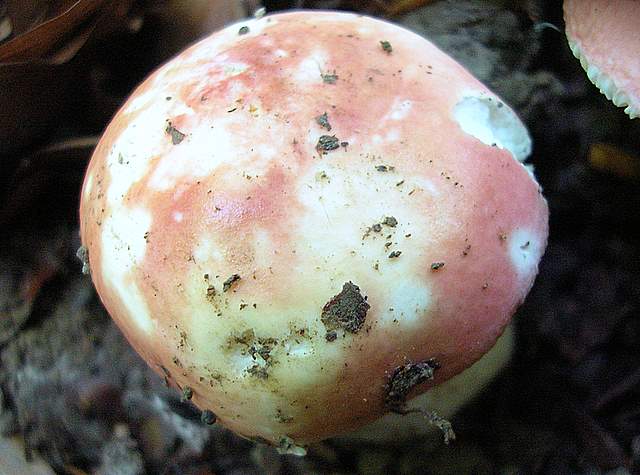 La Flora fungina negli aspetti microclimatici subtropicali